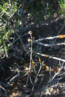 Image of Redleaf crassula