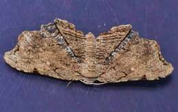 Image of Epiplema coeruleotincta Warren 1896