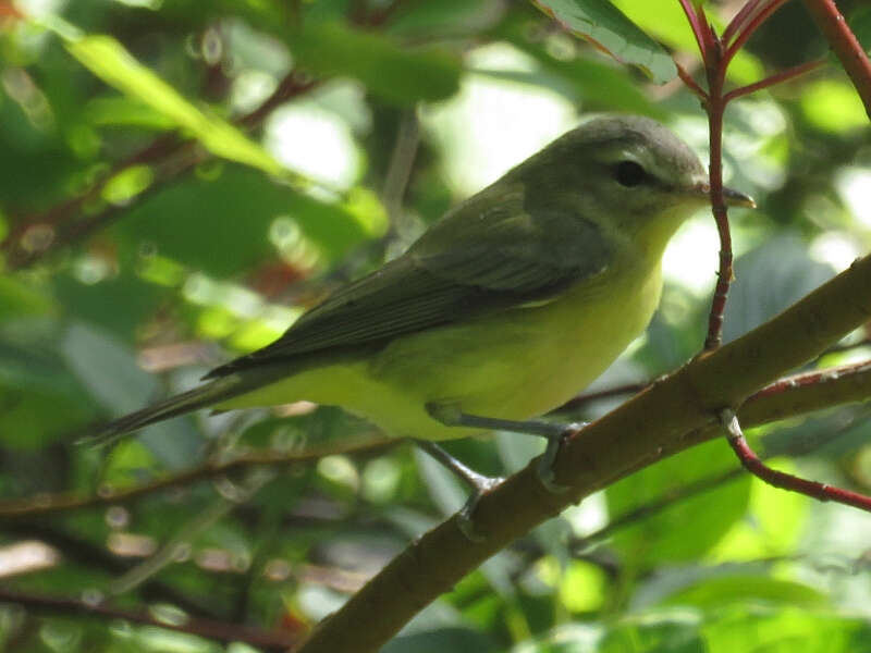 Слика од Vireo philadelphicus (Cassin 1851)