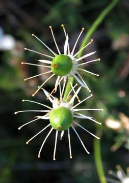 Image of largeleaf grass of Parnassus