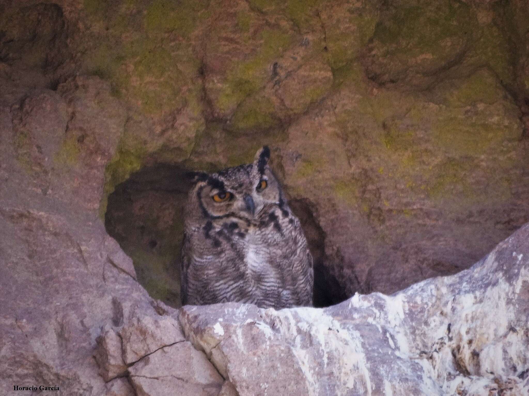 Image of <i>Bubo virginianus magellanicus</i>