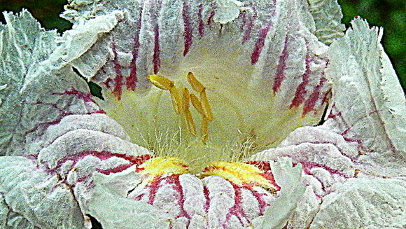 Image of <i>Sparattosperma leucanthum</i> (Vell. Conc.) Schumann