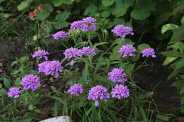 Plancia ëd Iberis umbellata L.