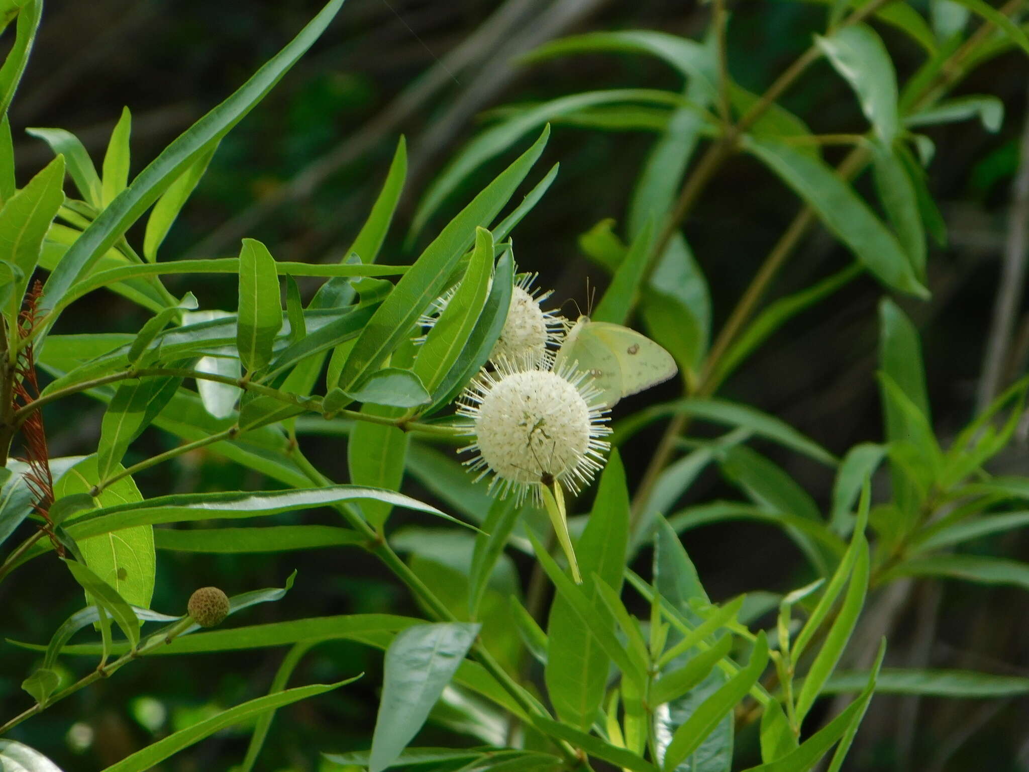 Image of Mexican Buttonbush