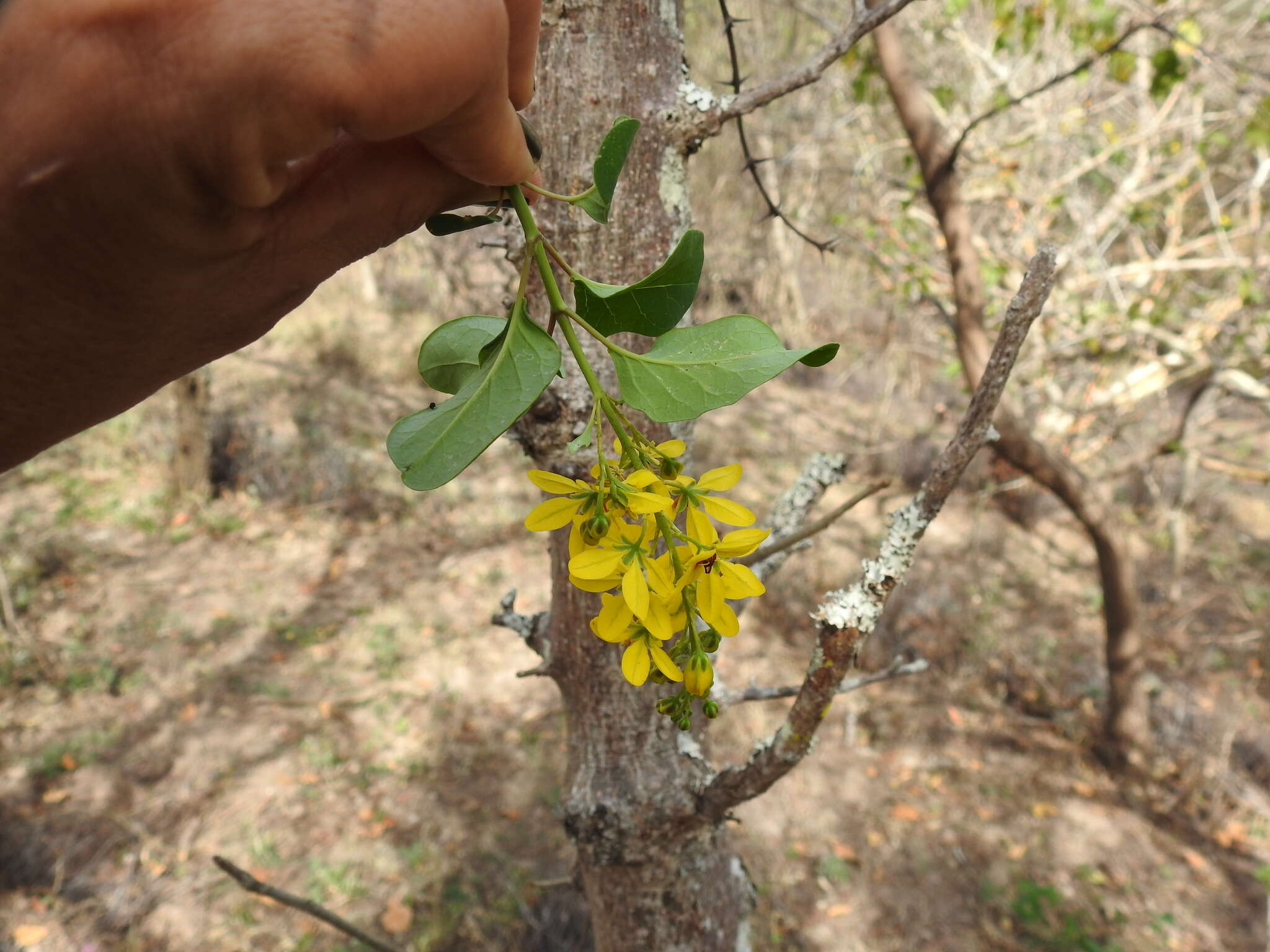 Image of Galphimia floribunda C. E. Anderson