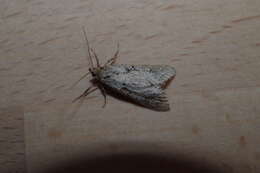 Image of March Tubic
