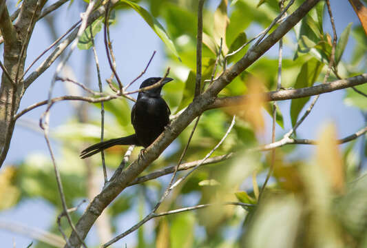 Image of Red-shouldered Tanager