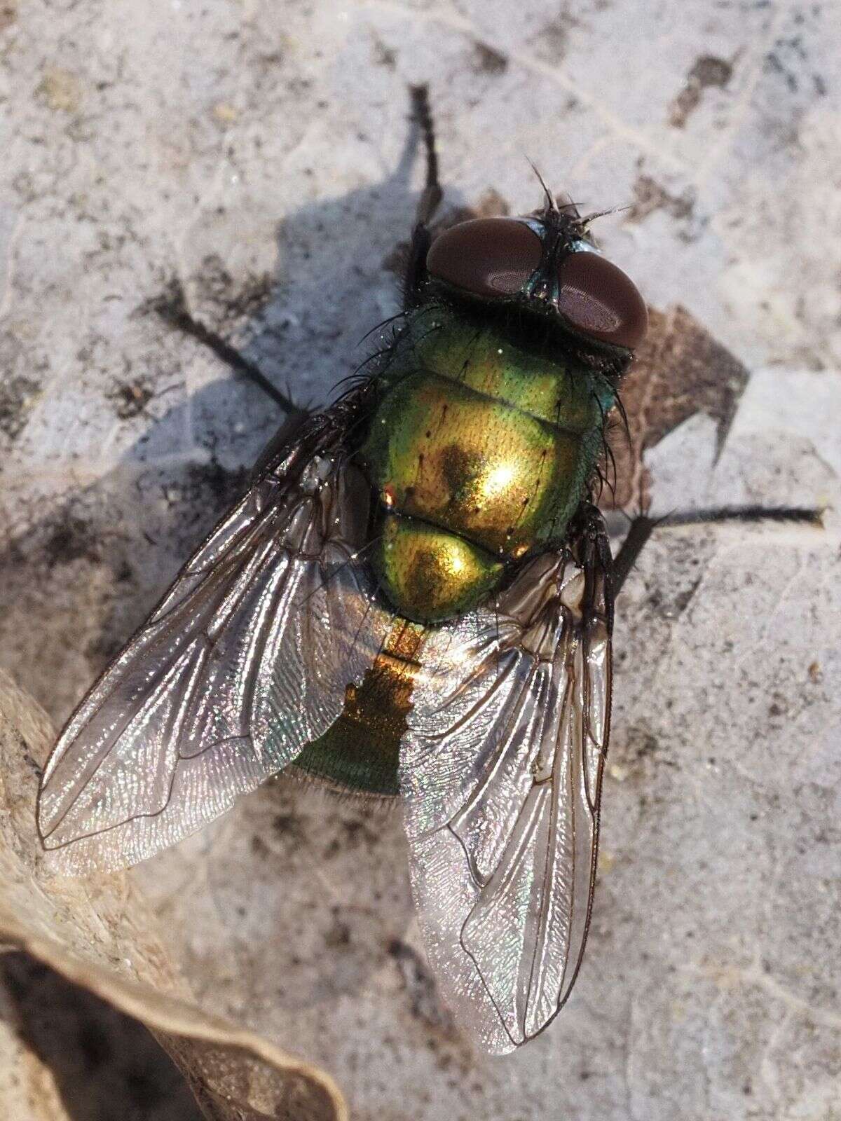 Image of Neomyia viridescens (Robineau-Desvoidy 1830)