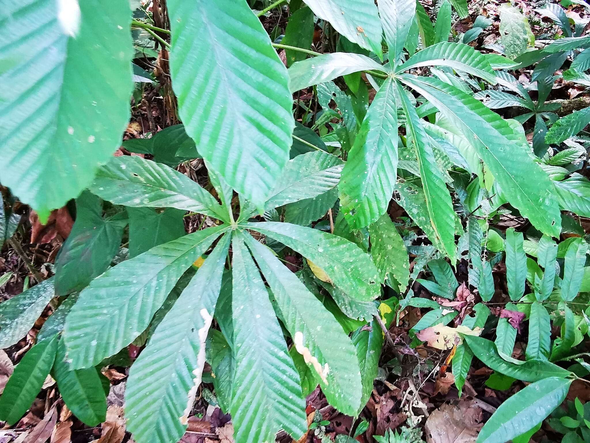 Image of Pourouma cecropiifolia Mart.