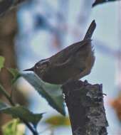 Image of Mountain Wren