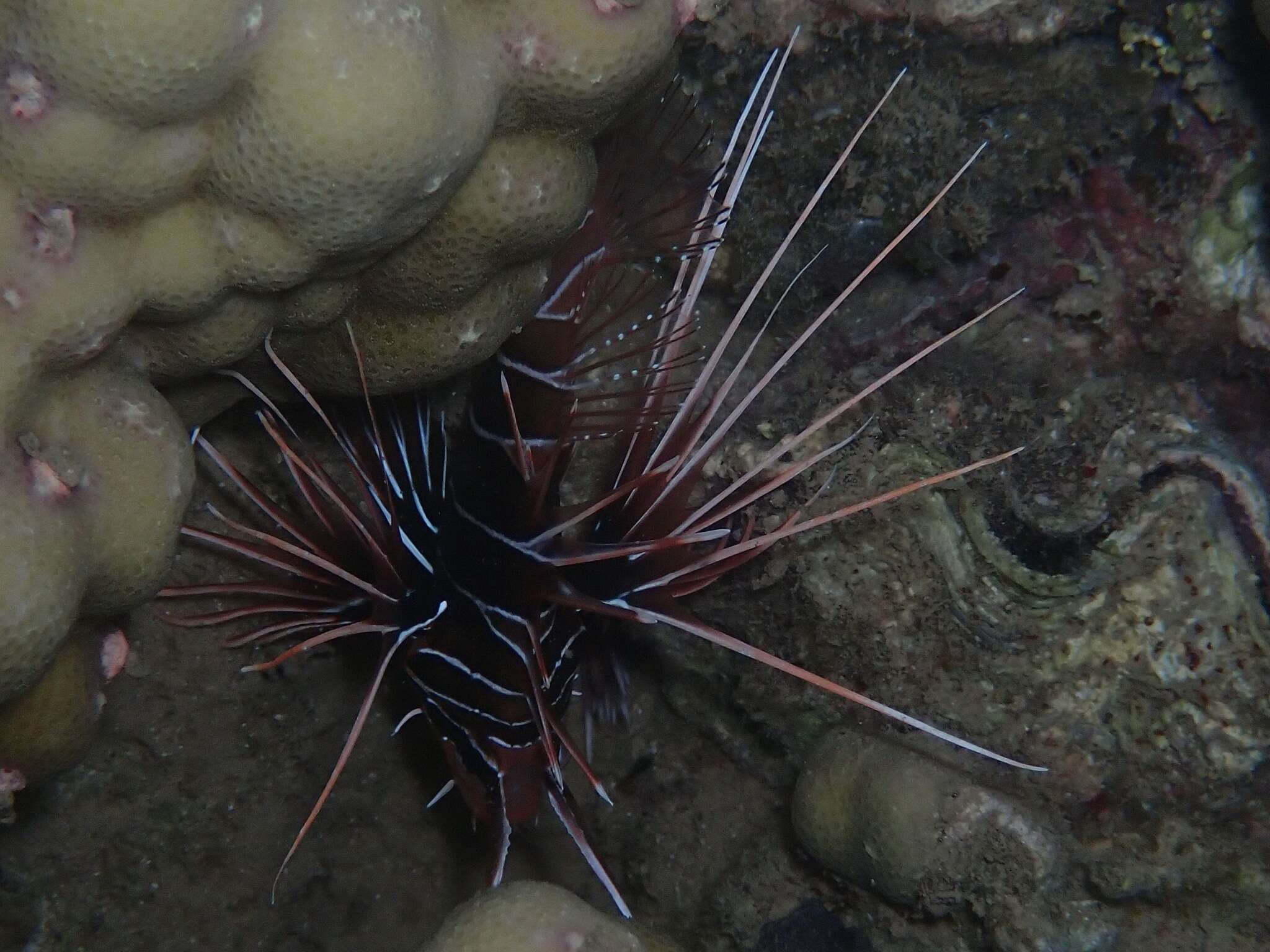 Image of Radial firefish