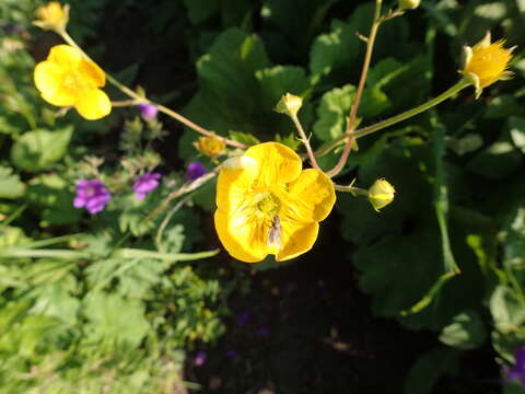 Image of Geum speciosum Alboff