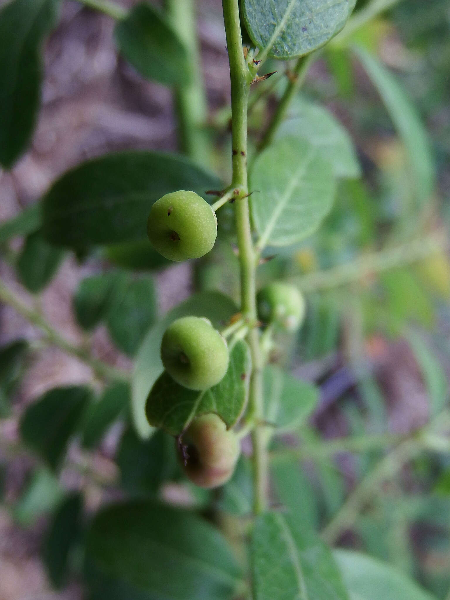 Image de Phyllanthus reticulatus var. reticulatus