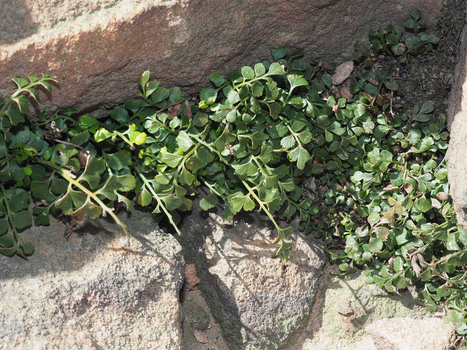 Image of Asplenium multiforme Krasser