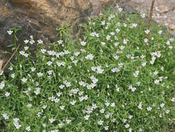 Image of Monopsis alba Phillipson