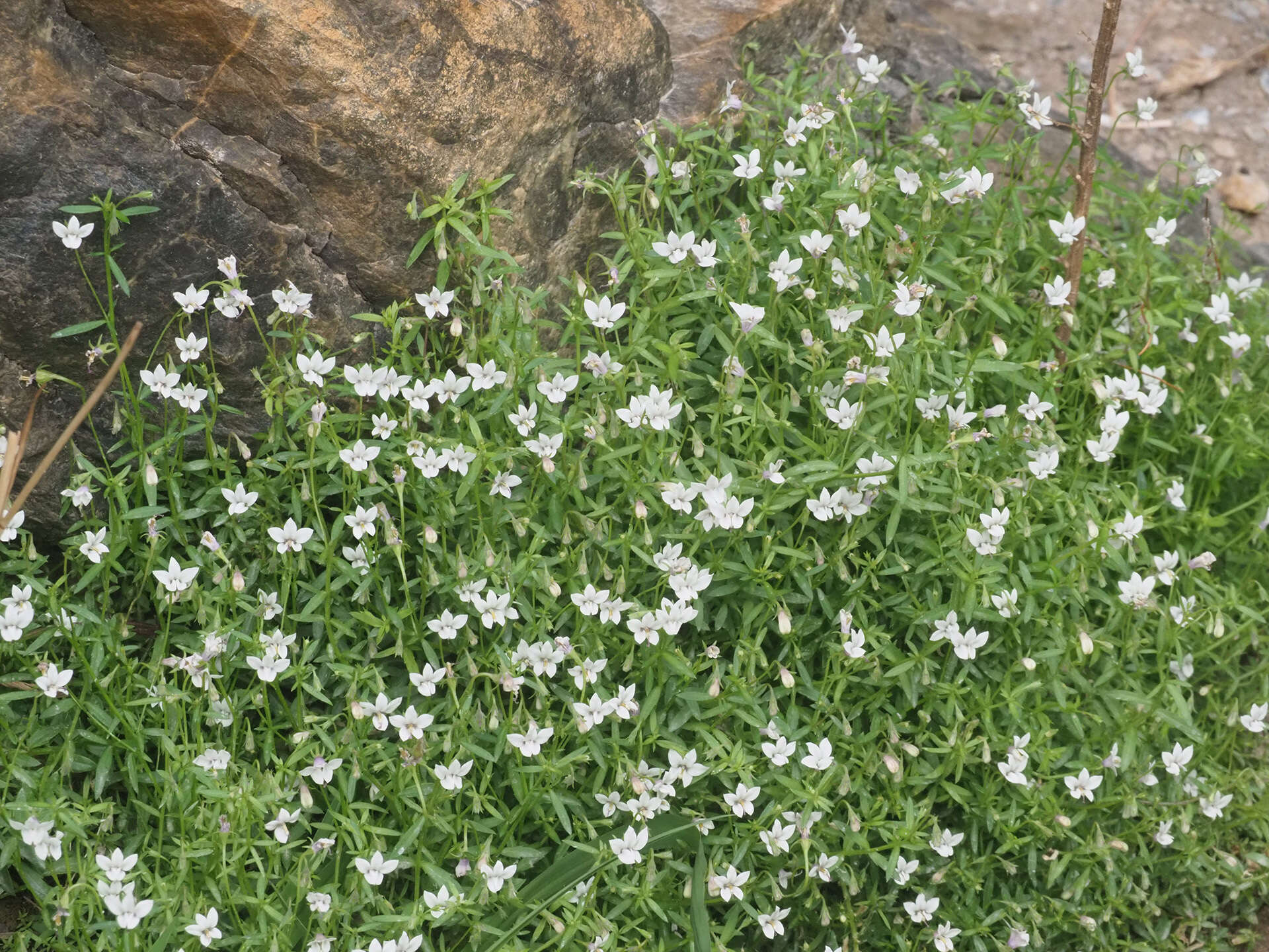 Image of Monopsis alba Phillipson