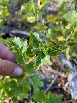 Image of whitestem gooseberry