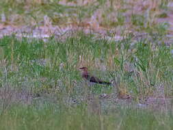 Image of Black-winged Pratincole