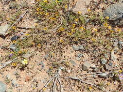 Image of Gazania tenuifolia Less.