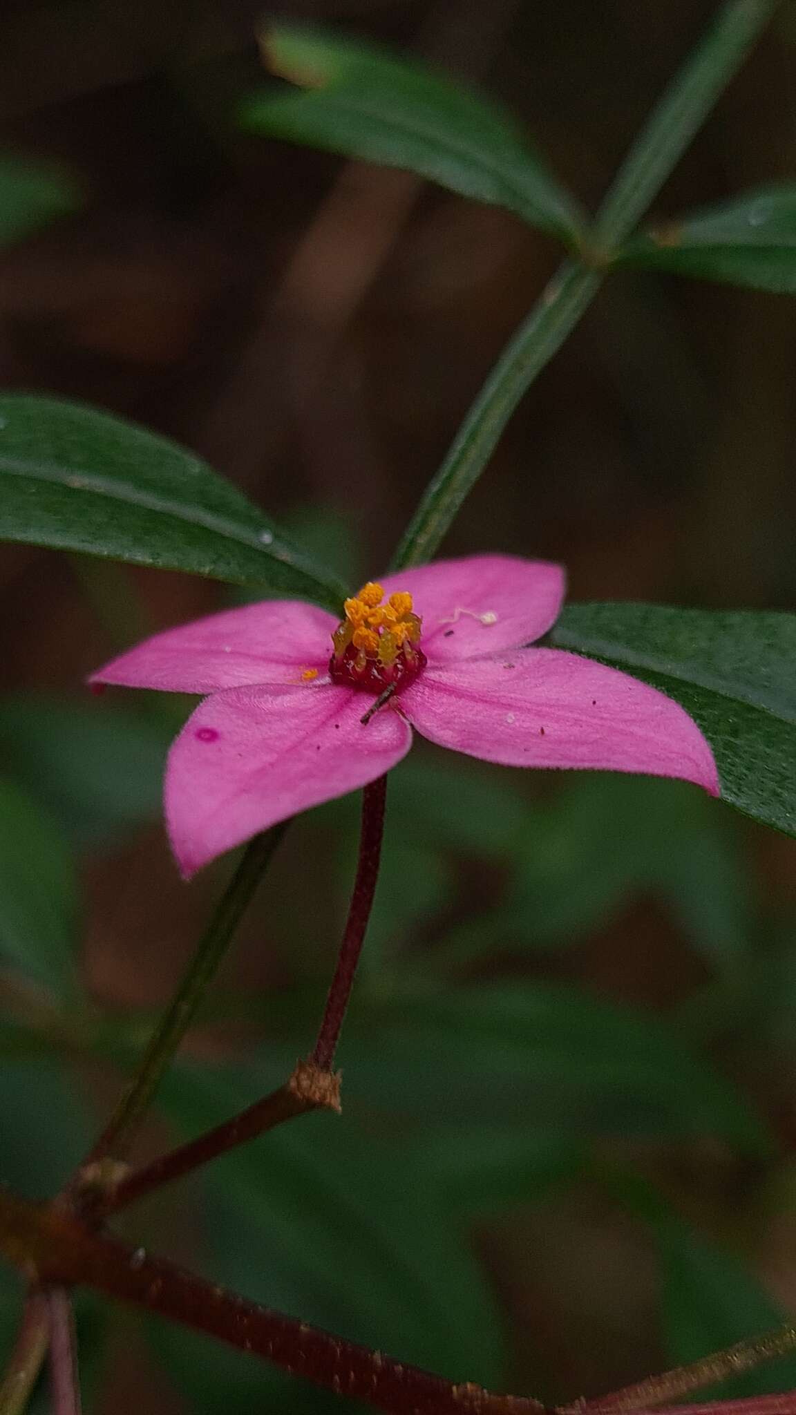 Image of Boronia fraseri Hook.