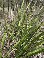 Image of Dianella brevipedunculata R. J. F. Hend.