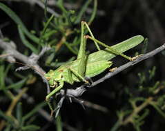 Sivun Capnobotes occidentalis (Thomas & C. 1872) kuva