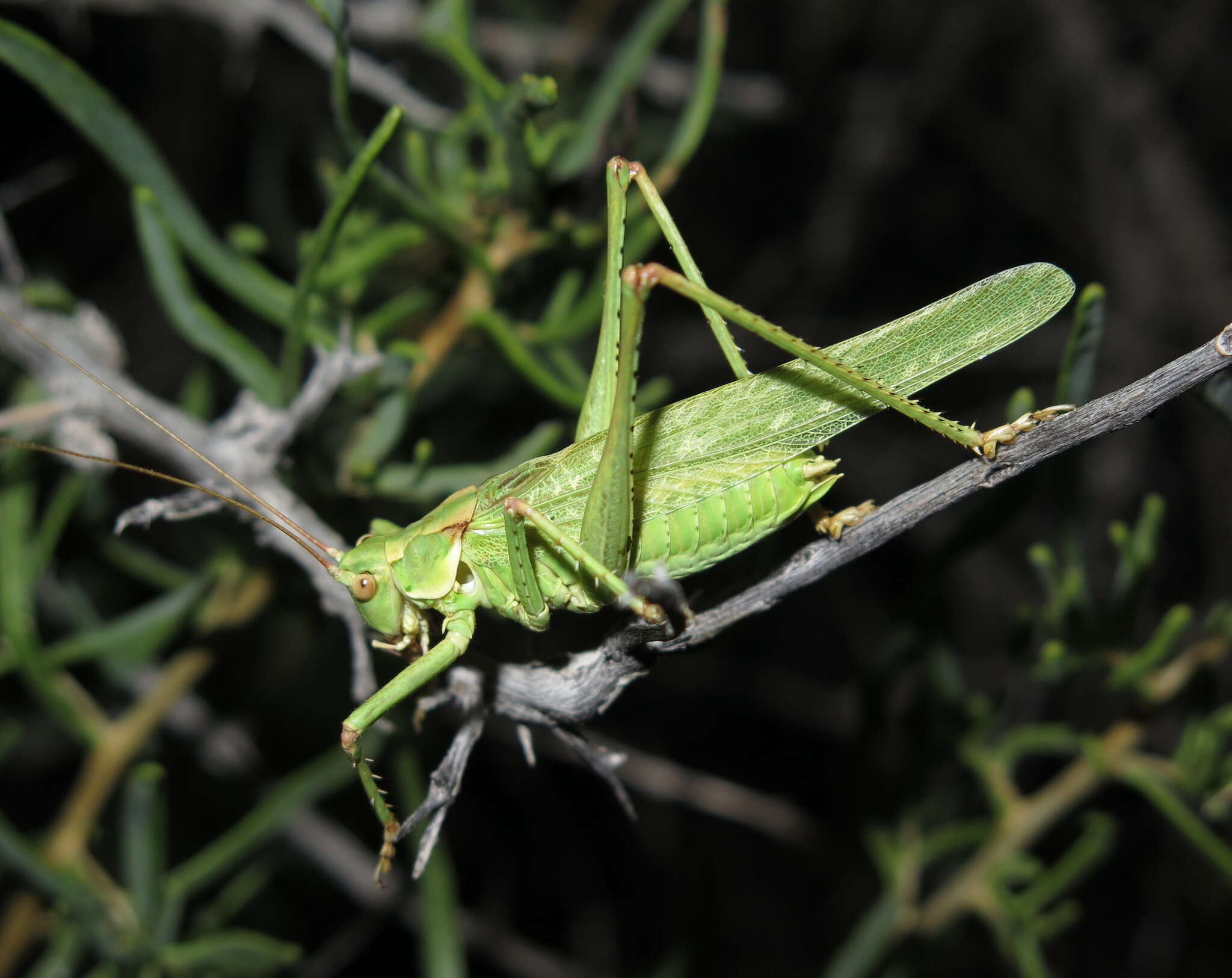 Sivun Capnobotes occidentalis (Thomas & C. 1872) kuva