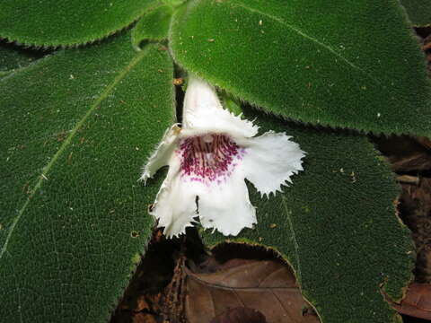 Image of Episcia fimbriata Fritsch