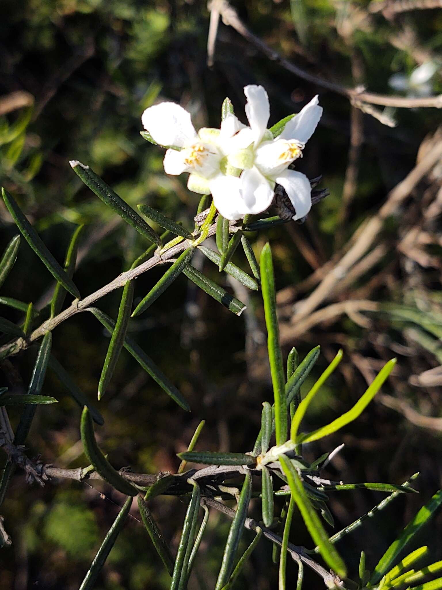 Image of stiff fendlerbush