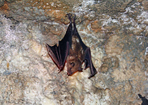 Image of fruit-eating bat