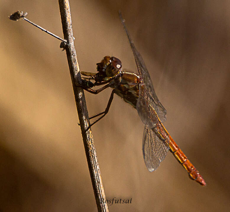 Image of Orthemis aequilibris Calvert 1909