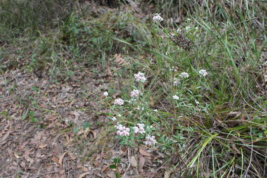 Image of Grevillea occidentalis R. Br.