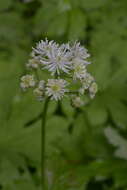 Imagem de Trautvetteria caroliniensis var. occidentalis (A. Gray) C. L. Hitchc.