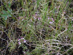 Image of Pennell's lousewort