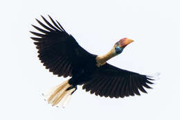 Image of Knobbed Hornbill