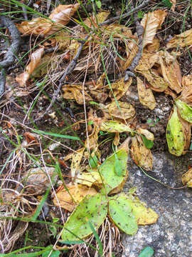 Image of Corsican Butterwort