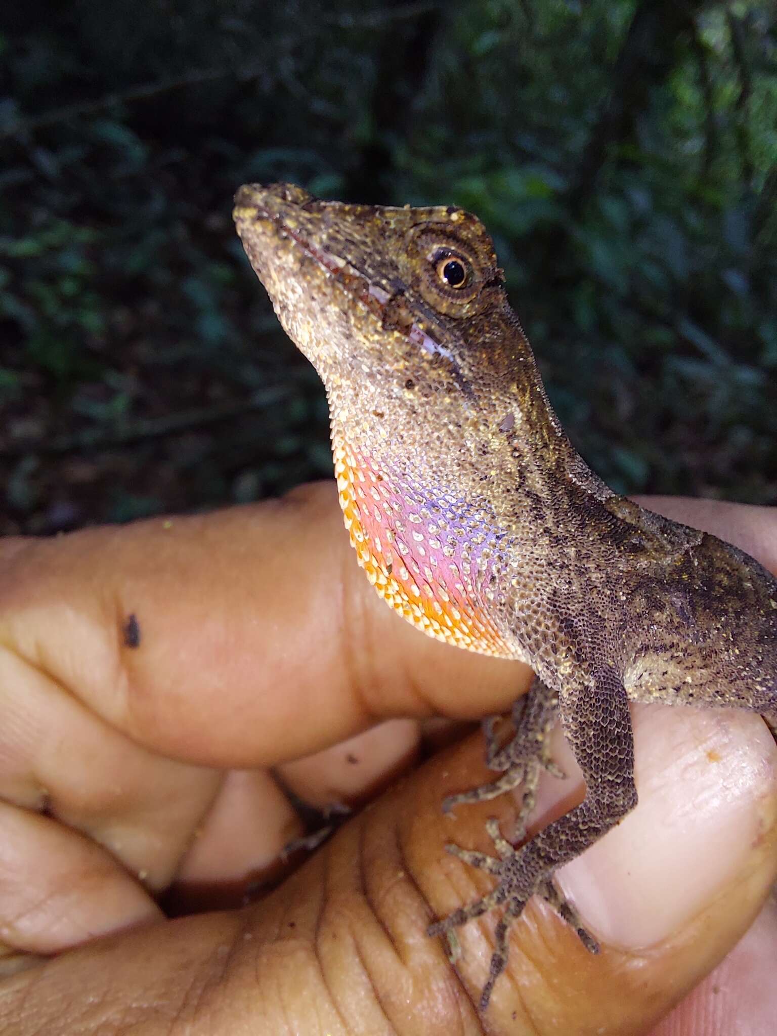 Слика од Anolis scypheus Cope 1864