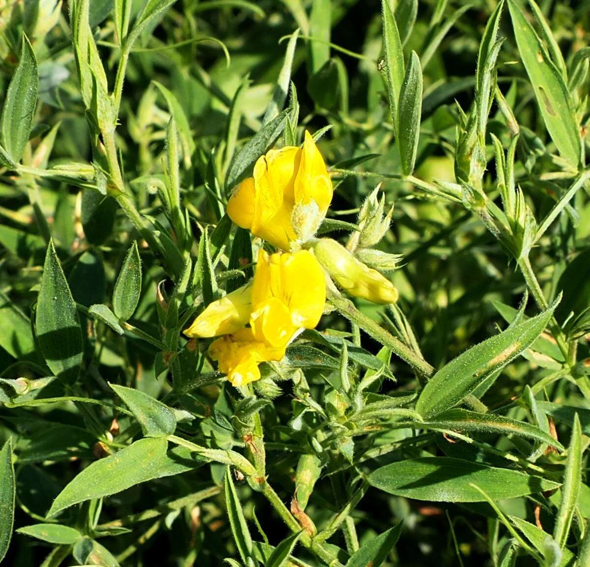 Слика од Lathyrus pratensis L.