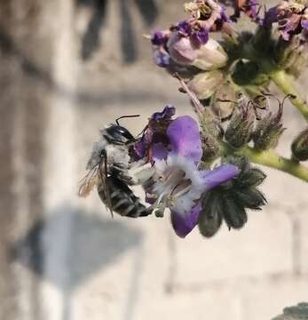 Xylocopa tabaniformis tabaniformis Smith 1854 resmi