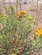 Image of Rusby's goldenbush