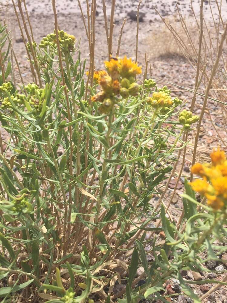 Image of Rusby's goldenbush