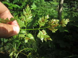 Слика од Puccinia nitida (F. Strauss) Barclay 1891