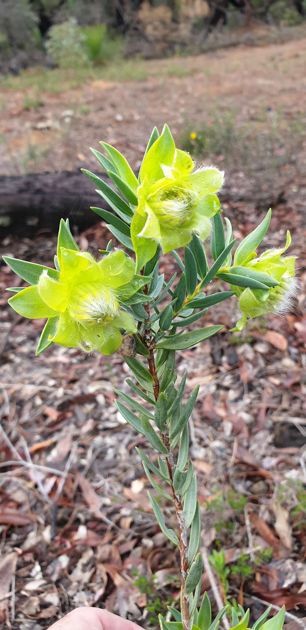 Image of Pimelea suaveolens Meissn.