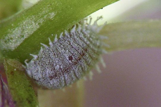 Image of <i>Dactylopius coccus</i> Costa 1829