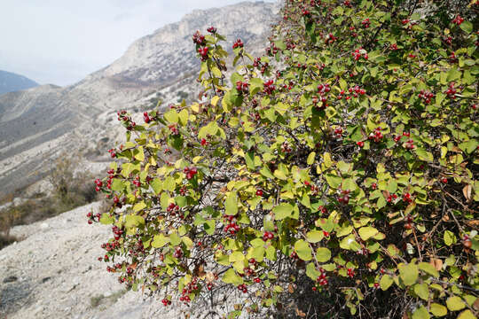 Image de Lonicera iberica M. Bieb.