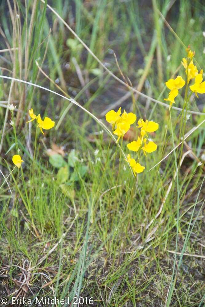 Image of horned bladderwort