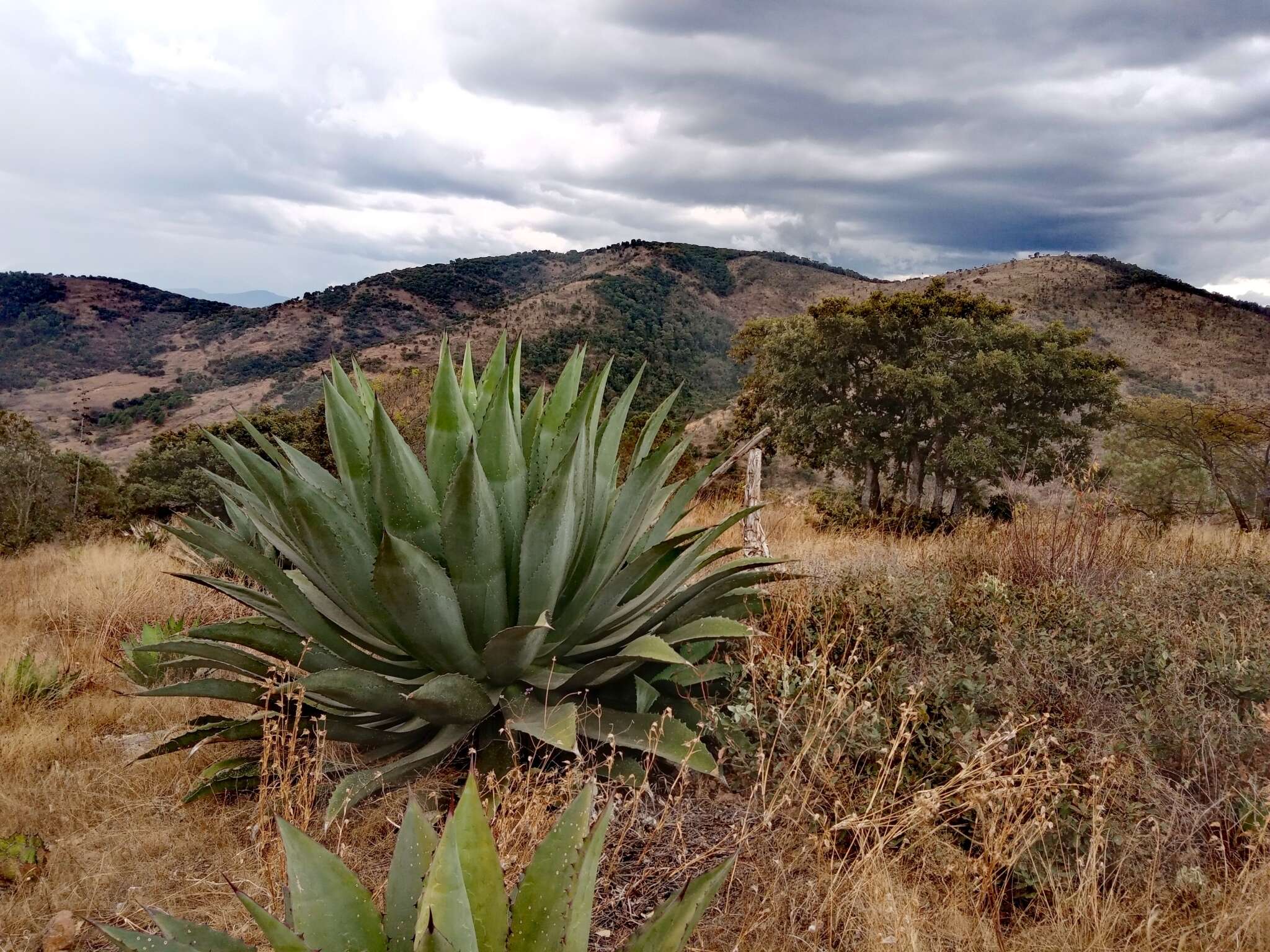 Image of Agave cupreata Trel. & A. Berger