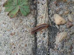 Imagem de Pleuroloma pinicola Shelley 1980