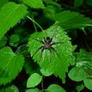 صورة Dolomedes nigrimaculatus Song & Chen 1991