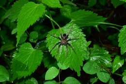 صورة Dolomedes nigrimaculatus Song & Chen 1991